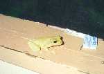 Coqui Frog